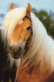 /album/fotogalerij/haflinger-jpg/
